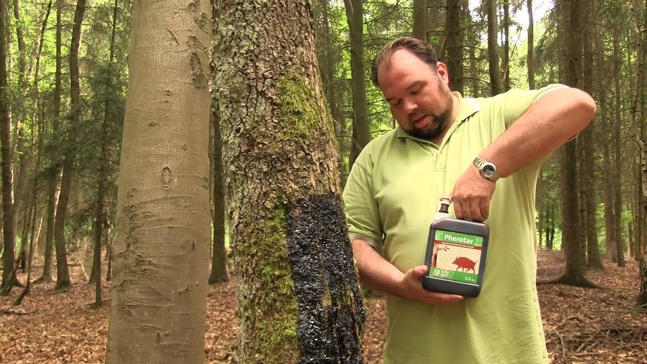 Ein Mann im Wald trägt Pherotar auf einen Baum auf