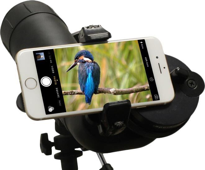 Smartphone auf einem Spektiv montiert, zeigt einen Eisvogel auf einem Ast.