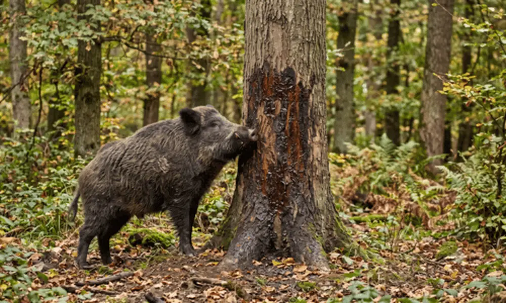 Wildschwein reibt sich an einem Baumstamm im dichten Wald – realistisches Naturfoto für Jagd-, Outdoor- und Naturprodukte
