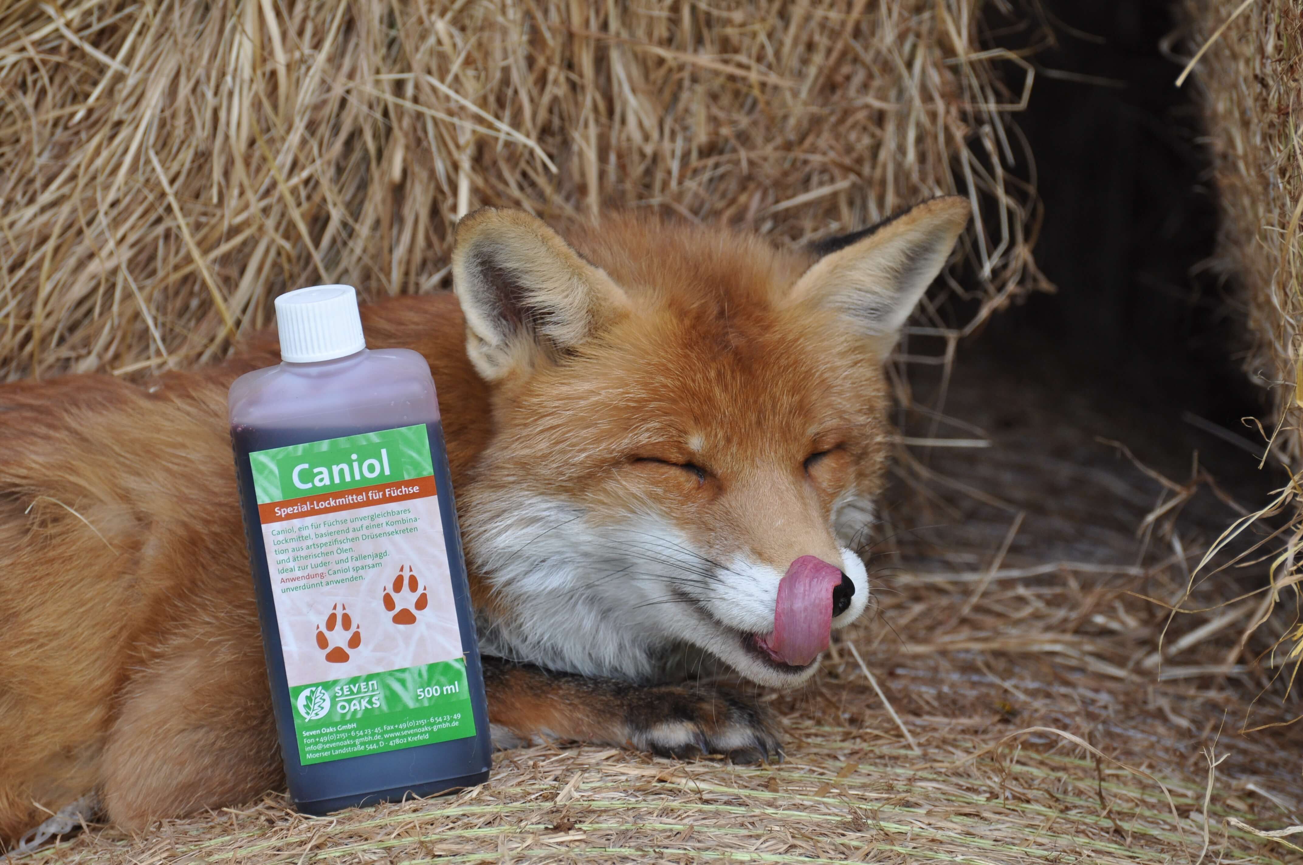 Eine Flasche Caniol Spezial-Lockmittel für Füchse neben einem entspannten Fuchs, der seine Zunge über die Nase leckt, vor einem Heuhaufen