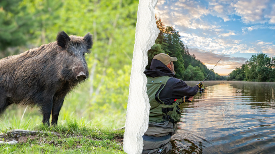 Bild zeigt ein Wildschwein im Wald und einen Angler, der im Fluss angelt, mit malerischem Sonnenuntergang im Hintergrund.